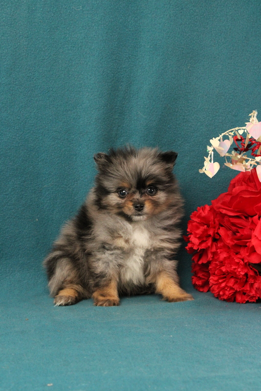 puppy, for, sale, Pomeranian, Matthew B. Stoltzfus, dog, breeder, Gap, PA, dog-breeder, puppy-for-sale, forsale, nearby, find, puppyfind, locator, puppylocator, aca